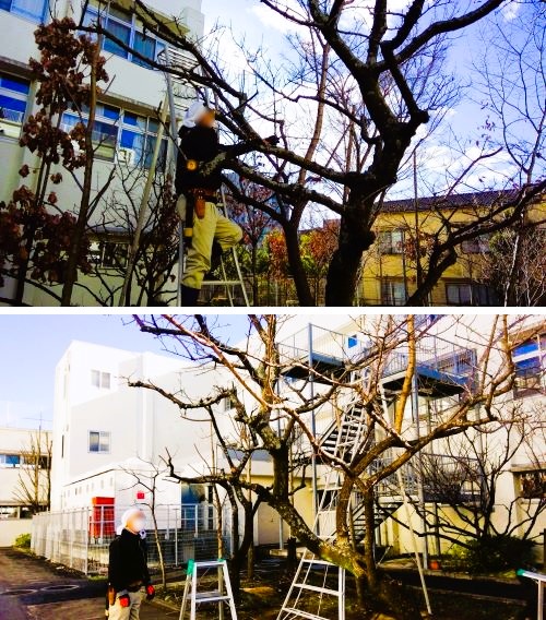 2601096　剪定21　本文